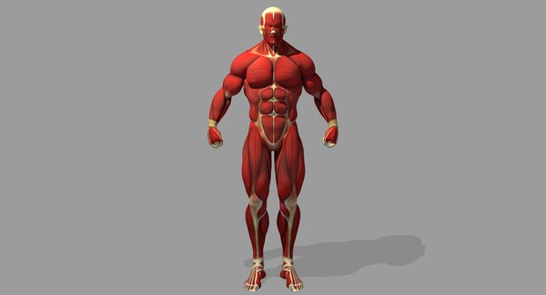 Muscle anatomy reference 3D model - TurboSquid 1375971