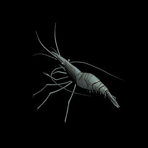 3ds max common prawn