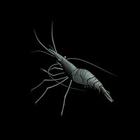 Common Prawn