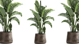 3D model Houseplants in a black pot for the interior 916