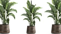 Houseplants in a black pot for the interior 916