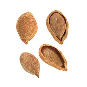 Plum seed set 3D model