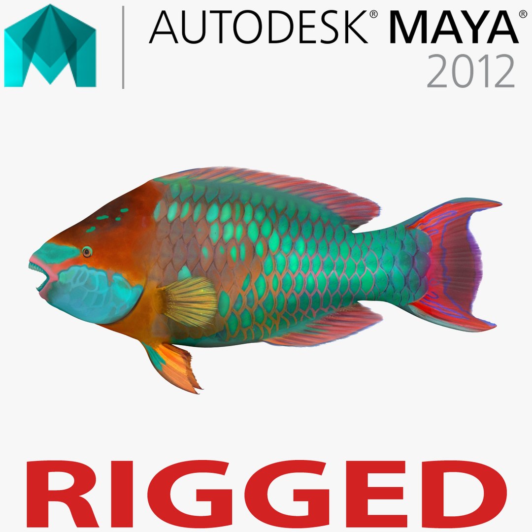 Rainbow Parrot Fish Rigged for Maya 3D model preview