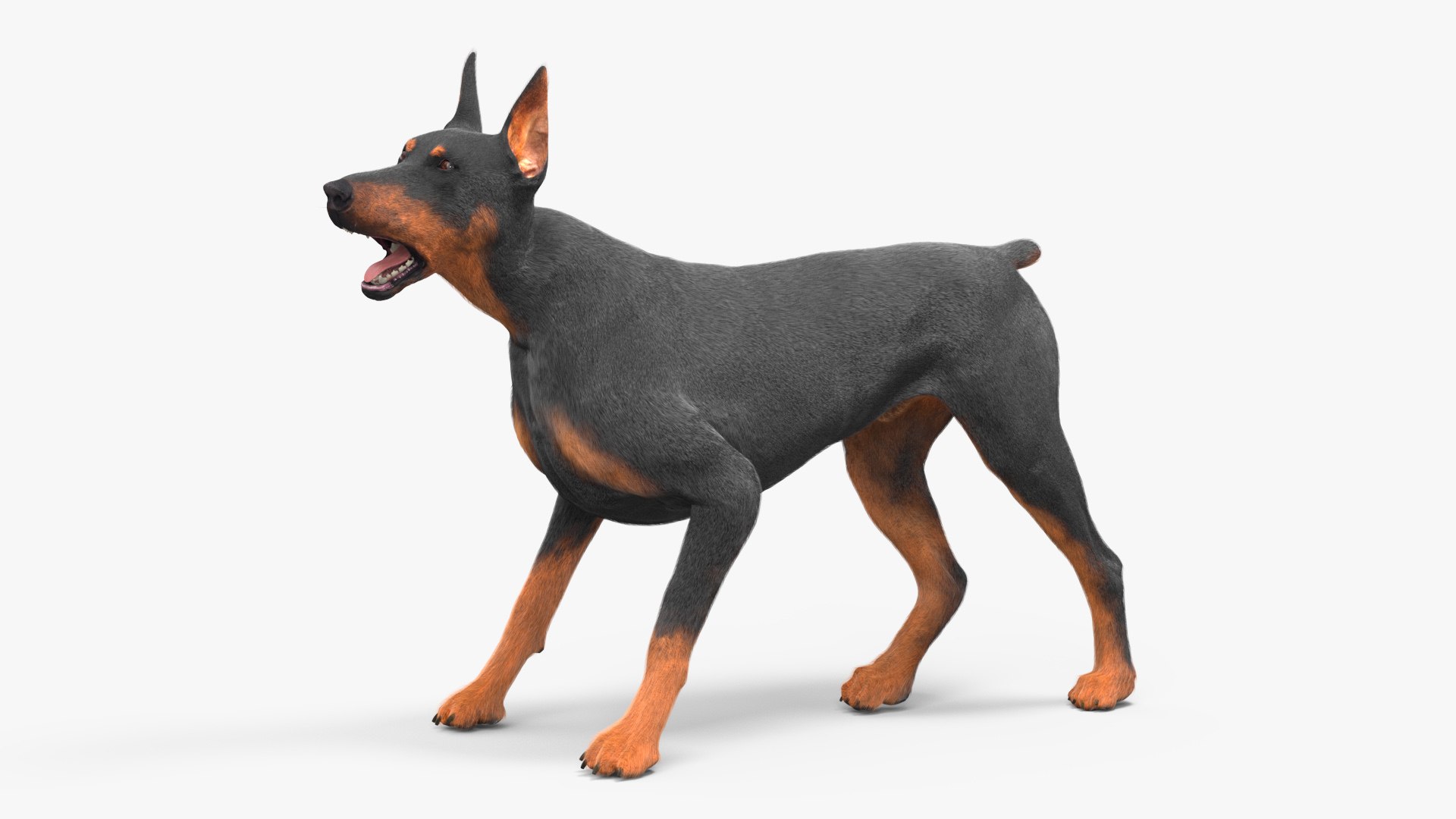 Doberman Pinscher Dog Fur Rigged 3D model preview