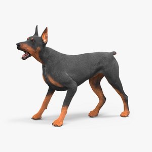 Doberman Pinscher Dog Fur Rigged