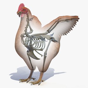 Chicken Body and Skeleton Static 3D model