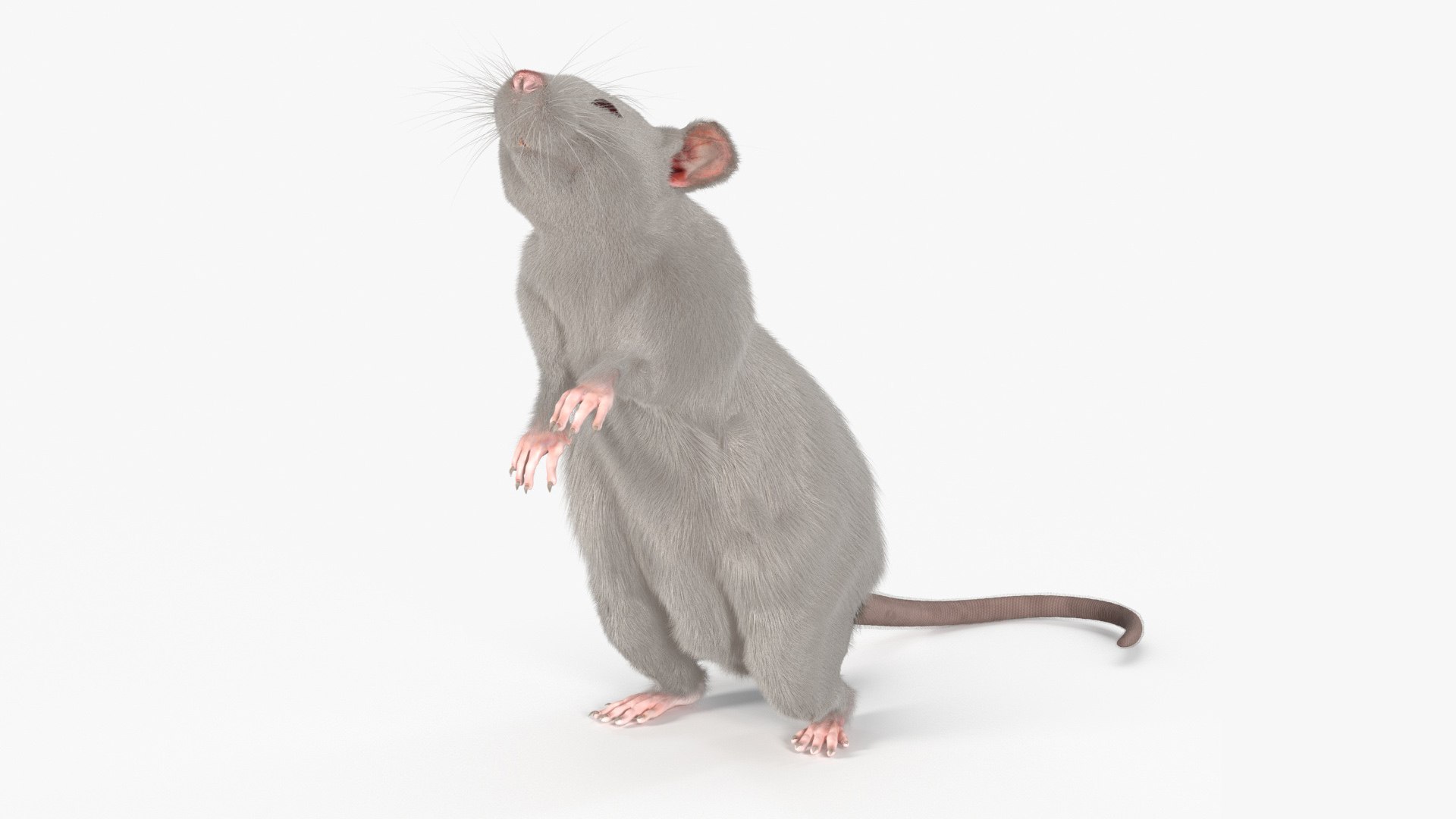 Realistic White Rat Standing with Fur 3D model preview