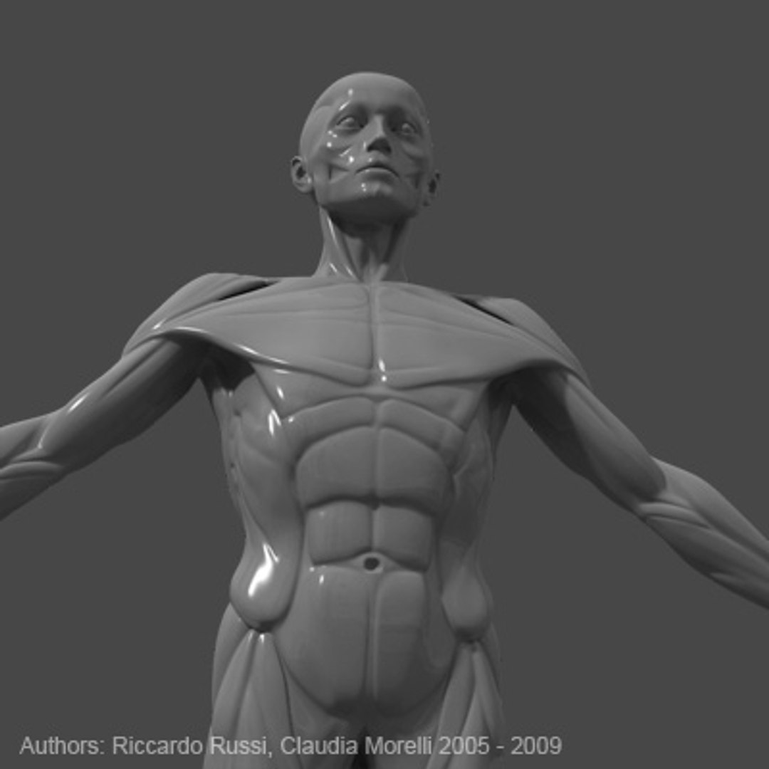 3d Model Muscular External Muscles