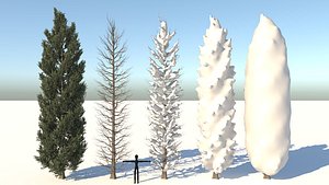 Tuscan Cypress Season Tree Collection