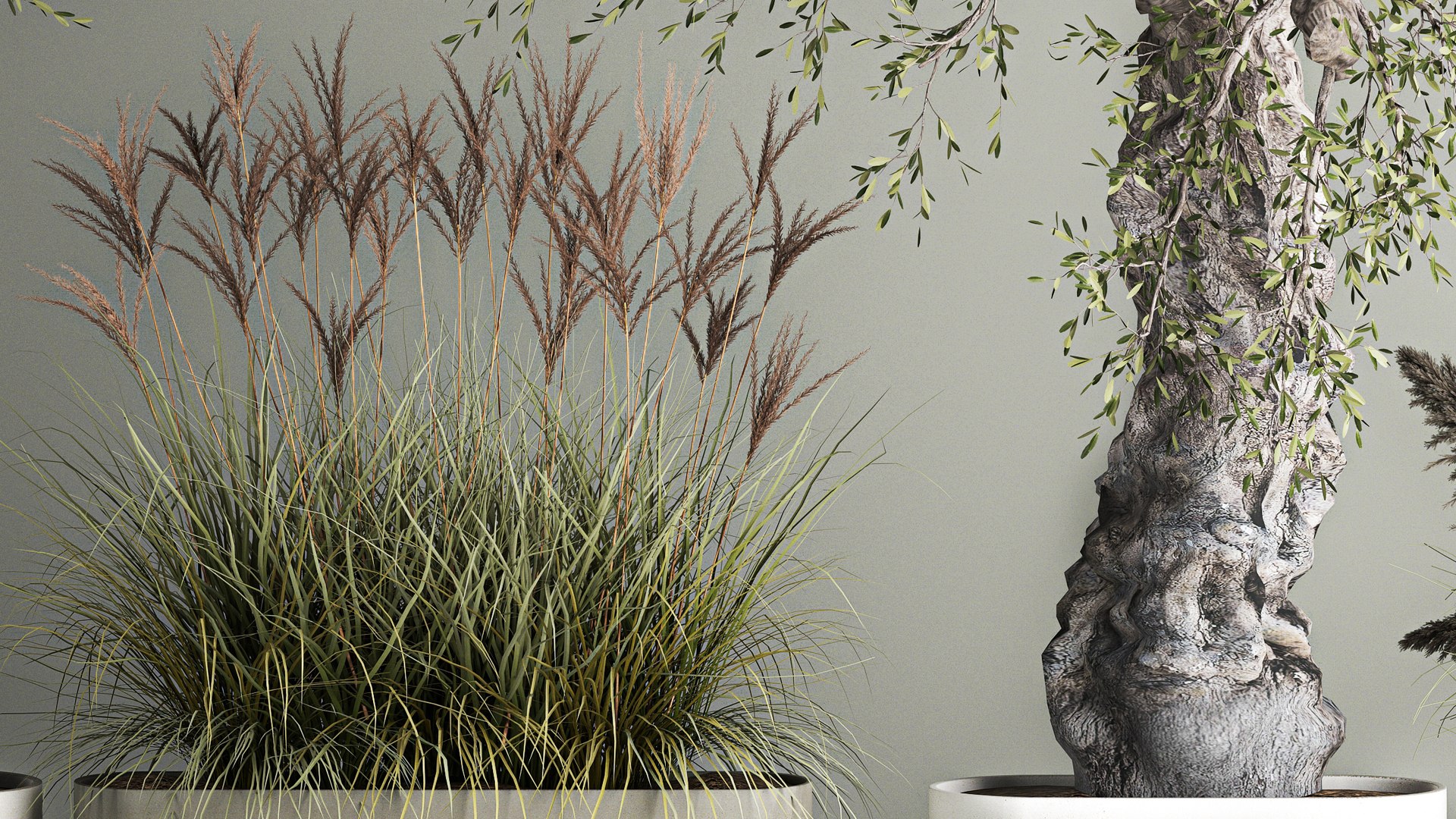 3D Decorative Old Olive Trees In Concrete Pots - TurboSquid 1962573