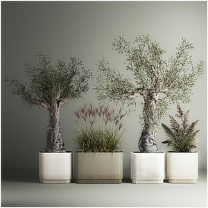 3D Decorative Old Olive Trees In Concrete Pots