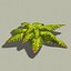 Piante di Doofus - FERN