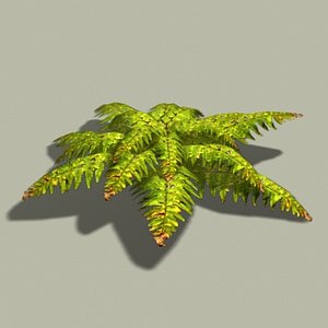 Doofus Plants - FERN