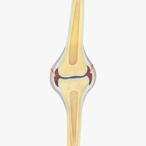 Structure of synovial joint 3D model
