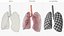 Transparent Lung Anatomy with Vascular Tree