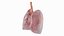 Transparent Lung Anatomy with Vascular Tree
