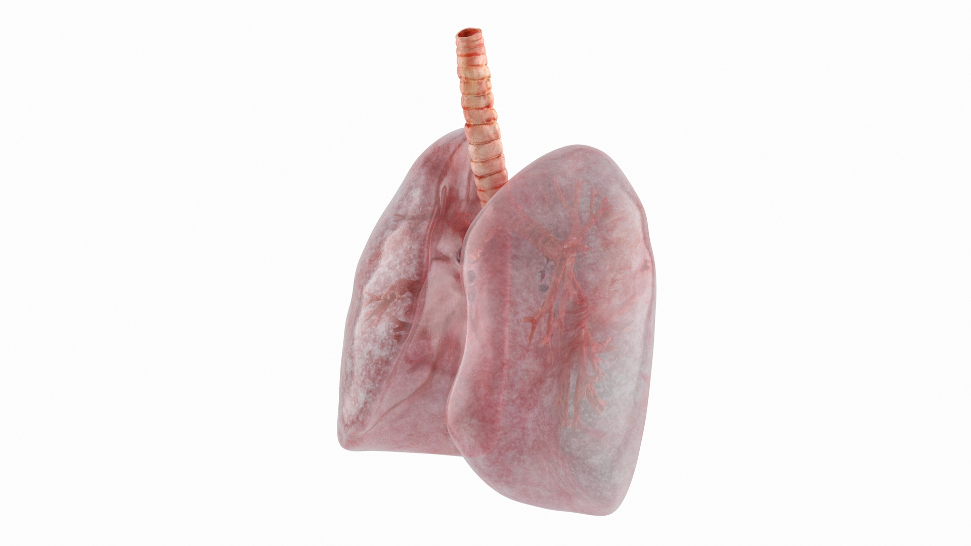 Transparent Lung Anatomy with Vascular Tree 3D https://p.turbosquid.com/ts-thumb/7o/FNQ5LU/Be/transparent_lung_anatomy_with_vascular_tree_360/jpg/1755653871/1920x1080/turn_fit_q99/5fbc6d15a911ea70c477d67b61ecbc8af4c4fcd7/transparent_lung_anatomy_with_vascular_tree_360-1.jpg