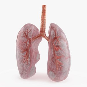 Transparent Lung Anatomy with Vascular Tree 3D
