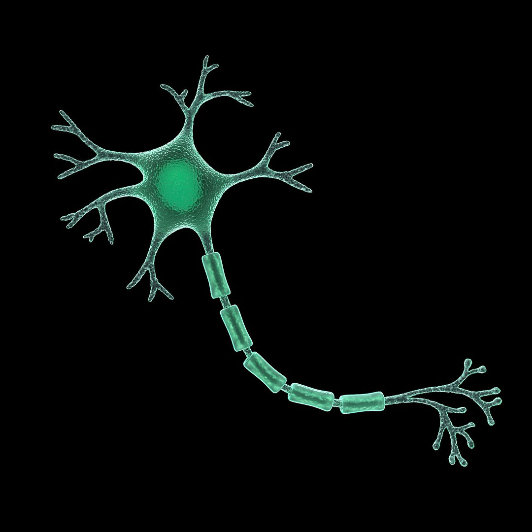 microbes bacteria cells 3D model https://p.turbosquid.com/ts-thumb/7o/Hi1YVt/OwTvIAI2/nervecellneuron_02/jpg/1601878679/1920x1080/fit_q87/20d74b182400028ea61d08497a0e09b8d3be9feb/nervecellneuron_02.jpg