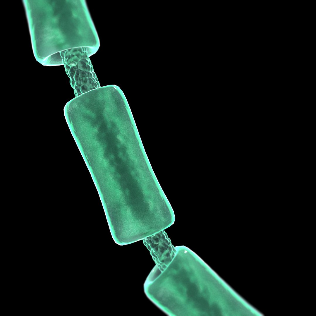 microbes bacteria cells 3D model https://p.turbosquid.com/ts-thumb/7o/Hi1YVt/YeQm6kOs/nervecellneuron_03/jpg/1601878680/1920x1080/fit_q87/37521056ef8492d5de68a721c51235fb6d44080e/nervecellneuron_03.jpg