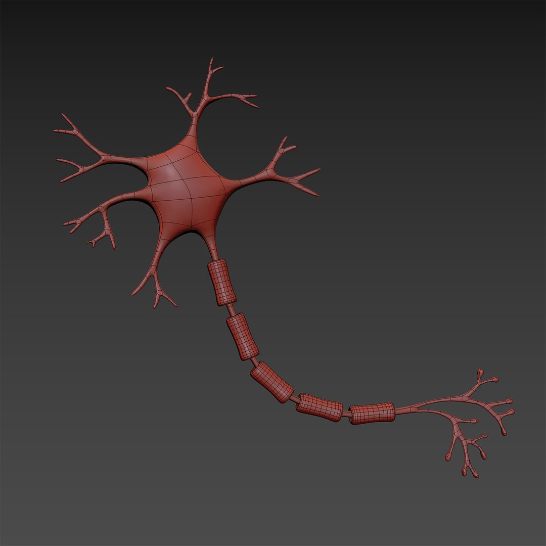 microbes bacteria cells 3D model https://p.turbosquid.com/ts-thumb/7o/Hi1YVt/yfQXbGZO/nervecellneuron_04/jpg/1601878680/1920x1080/fit_q87/5031954a7de4398a2cb1a211135c6d53bb58b0bf/nervecellneuron_04.jpg