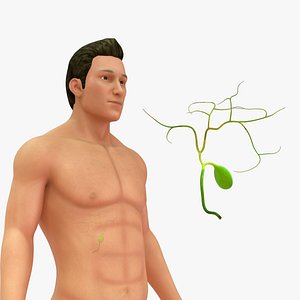 Human Natural Body With Gall Bladder model