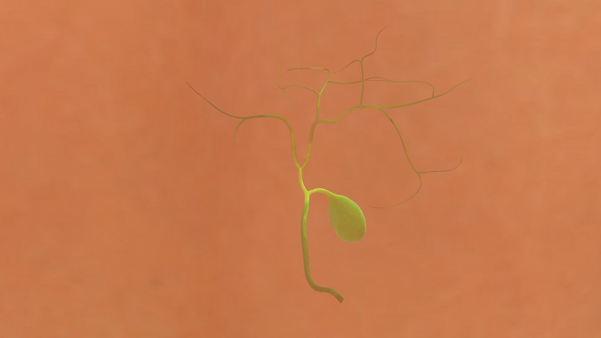 Human Natural Body With Gall Bladder Model - TurboSquid 1936137