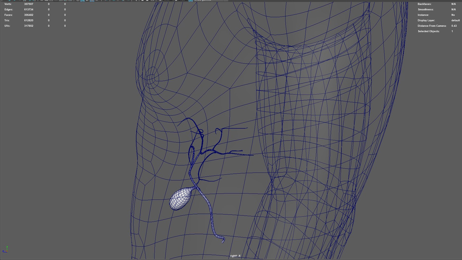 Human Natural Body With Gall Bladder Model - TurboSquid 1936137