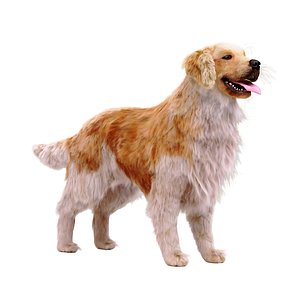 Golden retriever