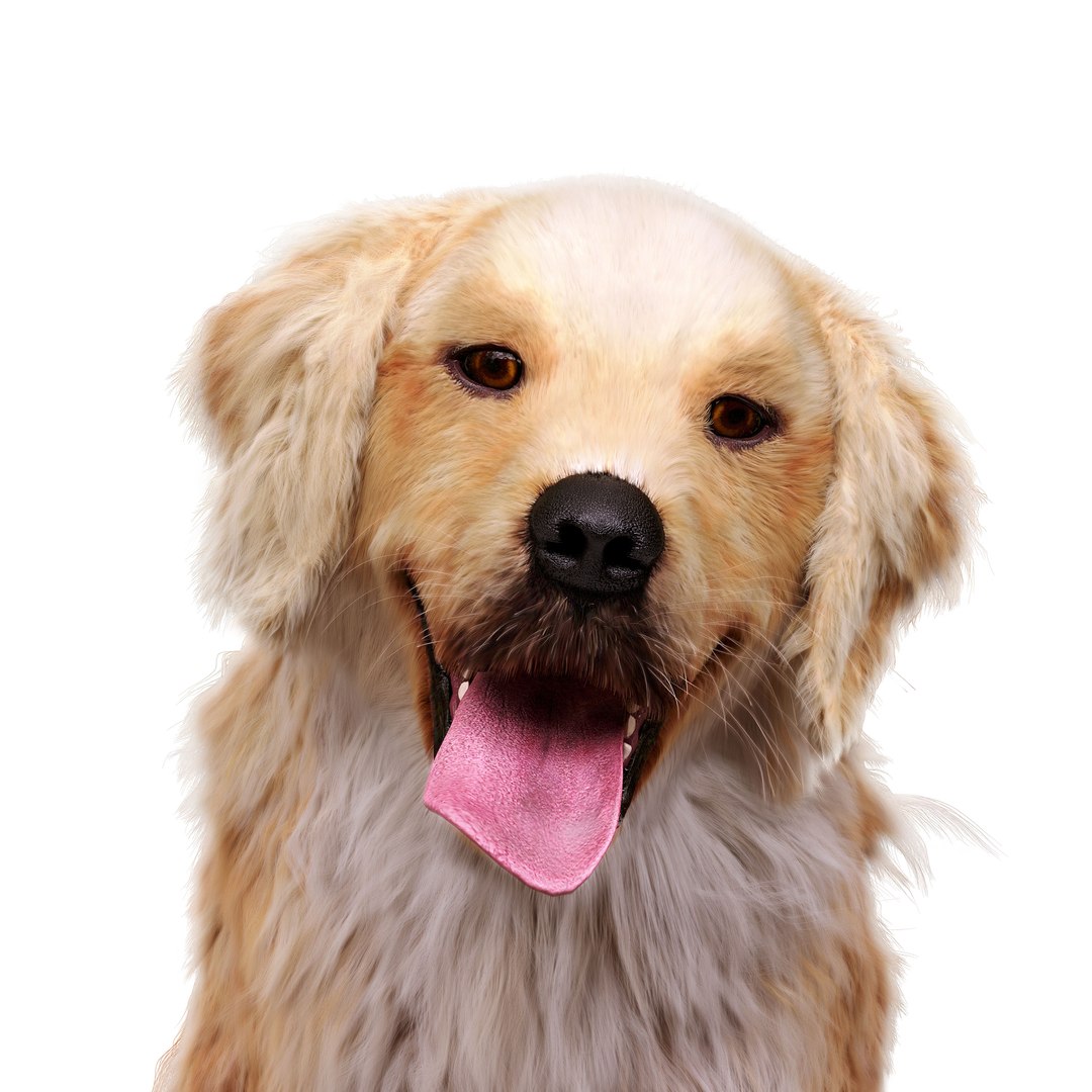 Golden retriever 3D model https://p.turbosquid.com/ts-thumb/7o/YXs0RQ/7i/final_2_high/jpg/1659086470/1920x1080/fit_q87/1a3c376246e4971352859b548c03c20679dd4a2f/final_2_high.jpg