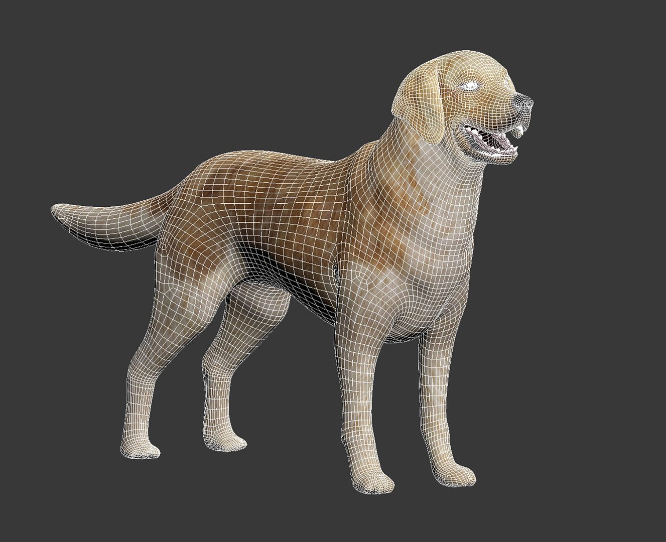 Golden retriever 3D model https://p.turbosquid.com/ts-thumb/7o/YXs0RQ/i0/img1_2/jpg/1649321167/1920x1080/fit_q87/840465977e524a5dbe30f93199aef9a62cb99f64/img1_2.jpg