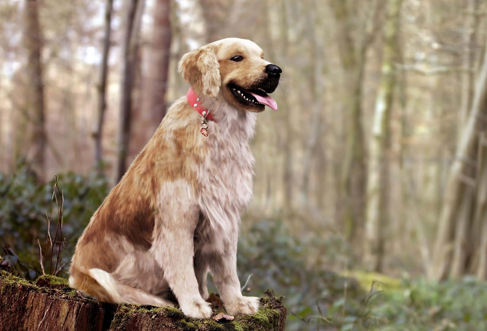 Golden retriever 3D model https://p.turbosquid.com/ts-thumb/7o/YXs0RQ/xI/fianl/jpg/1649321163/1920x1080/fit_q87/cbe70b96a182cb22cda063f011284c60b8e2a293/fianl.jpg