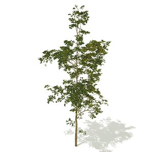 big forest tree 3D model