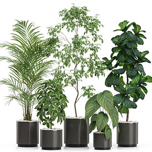 3D model Plants collection 611
