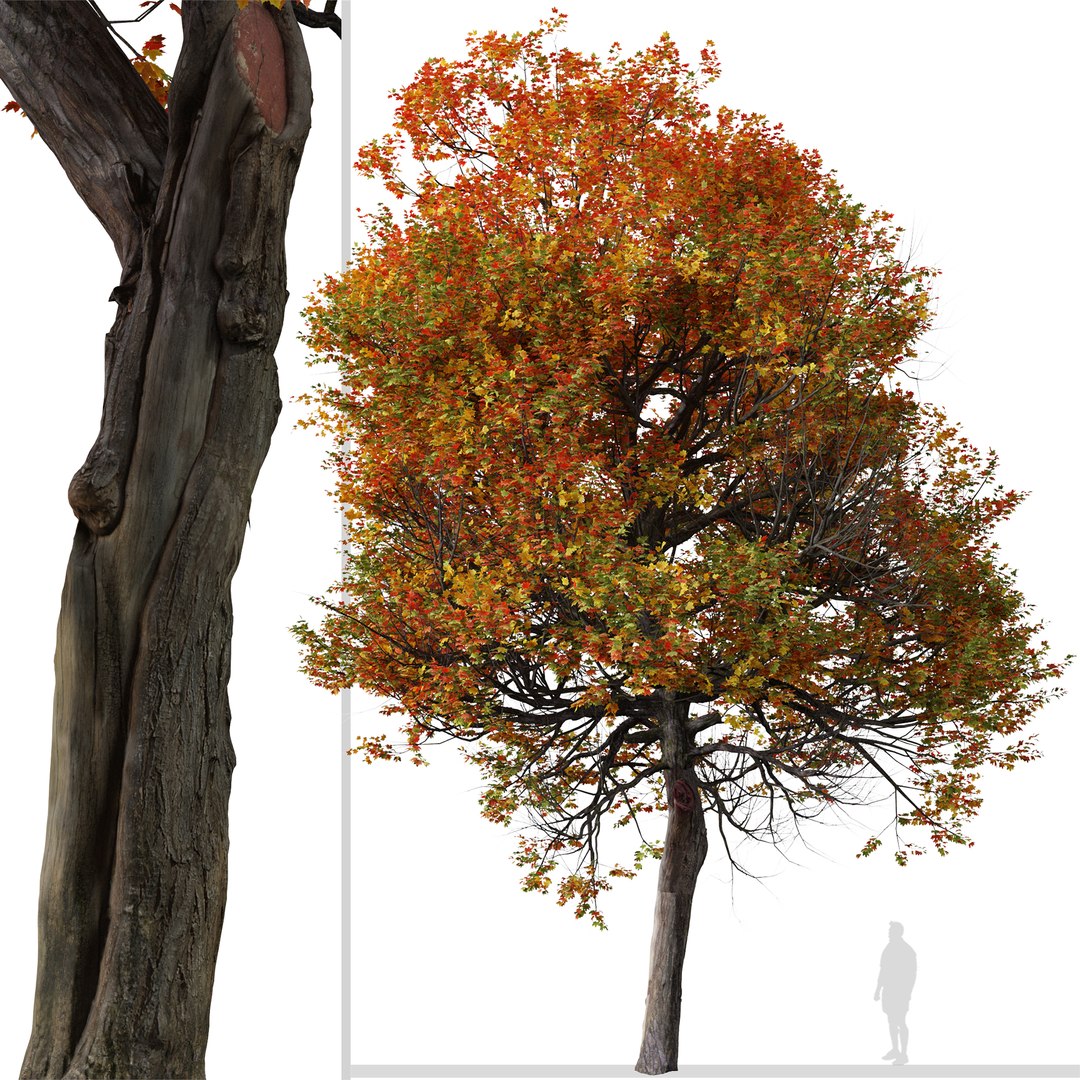 Set Of Acer Miyabei Or Miyabe Maple Tree - 2 Trees 3D Model ...