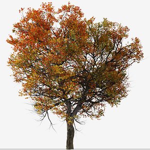 Set of Acer miyabei or Miyabe maple Tree - 2 Trees 3D model