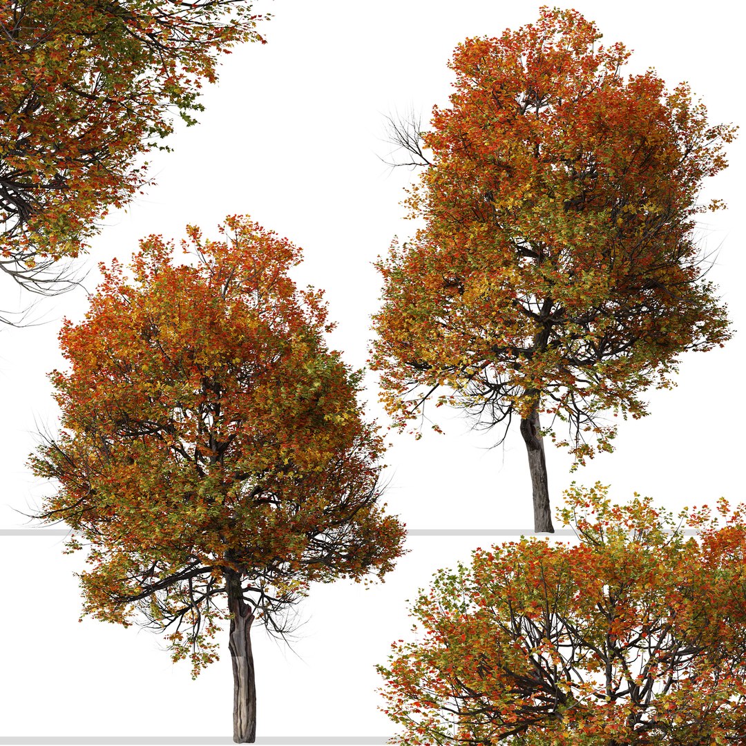Set Of Acer Miyabei Or Miyabe Maple Tree - 2 Trees 3D Model ...