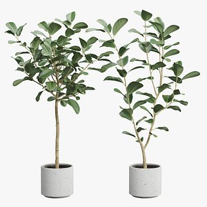 3D model Ficus Audrey Benghalensis