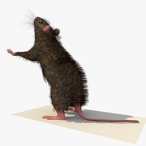 brown mouse rat standing 3d 3ds