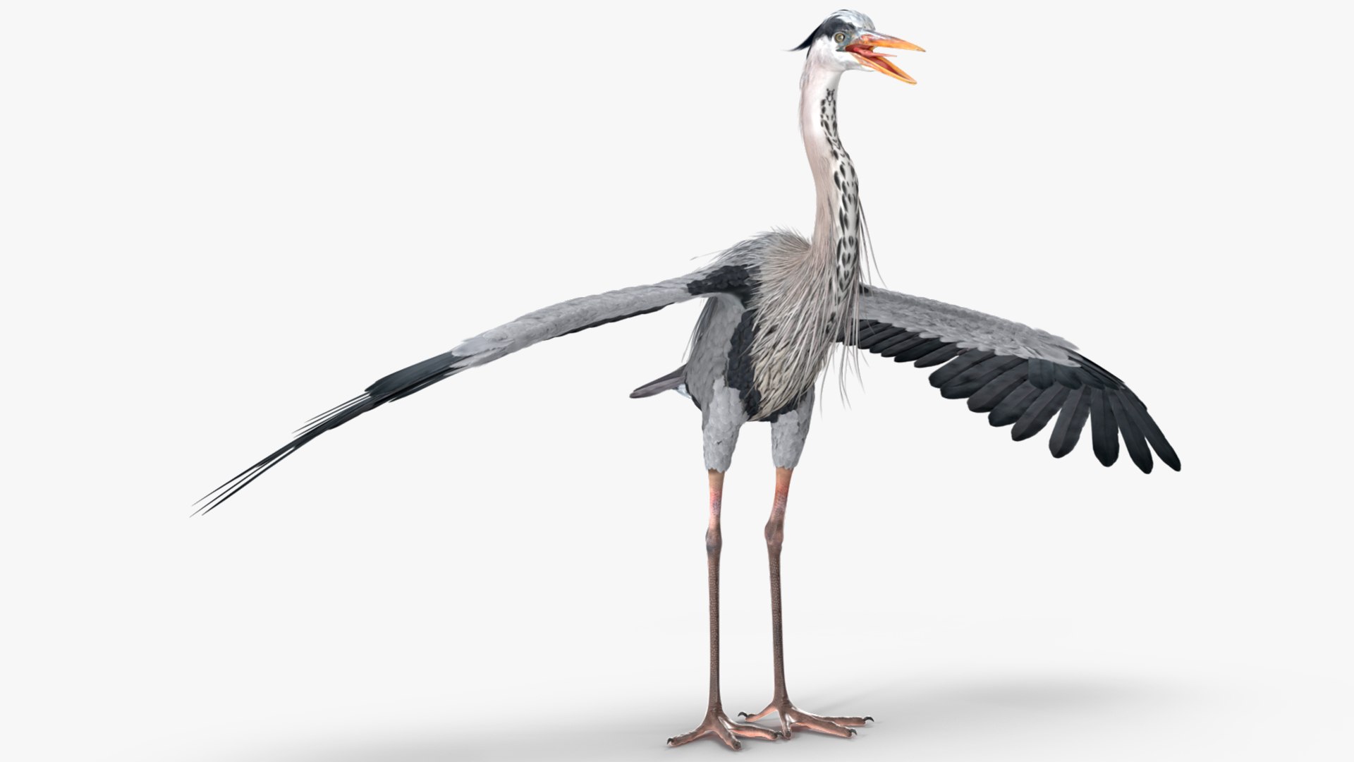 3D Grey Heron Rigged https://p.turbosquid.com/ts-thumb/7p/5s9UGa/1I/greyheronrigged3dmodel013/jpg/1664543096/1920x1080/fit_q87/f7418259c54cb885175958a9901cfe95d7966542/greyheronrigged3dmodel013.jpg
