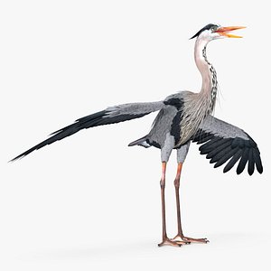 3D Grey Heron Rigged