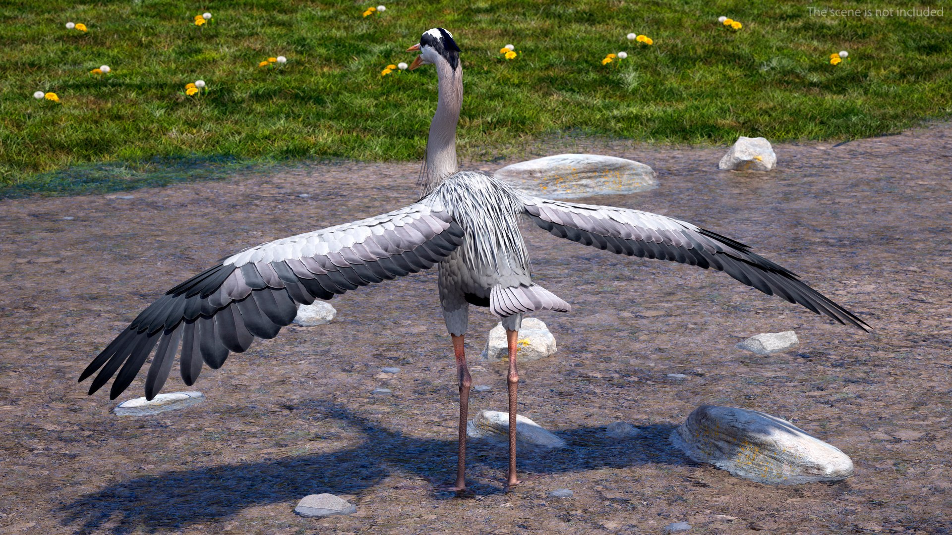3D Grey Heron Rigged https://p.turbosquid.com/ts-thumb/7p/5s9UGa/QX/greyheronrigged3dmodel005/jpg/1664543055/1920x1080/fit_q87/6614a10d6192483eca35d92a2705b5cbadeadd94/greyheronrigged3dmodel005.jpg
