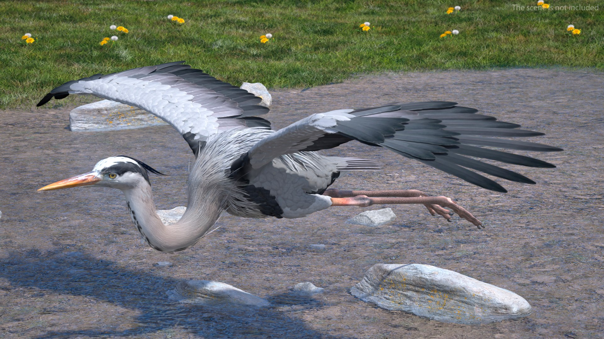 3D Grey Heron Rigged https://p.turbosquid.com/ts-thumb/7p/5s9UGa/SM/greyheronrigged3dmodel007/jpg/1664543067/1920x1080/fit_q87/f65d8f47c8c8ea2336db242c43e5559ab06aaced/greyheronrigged3dmodel007.jpg