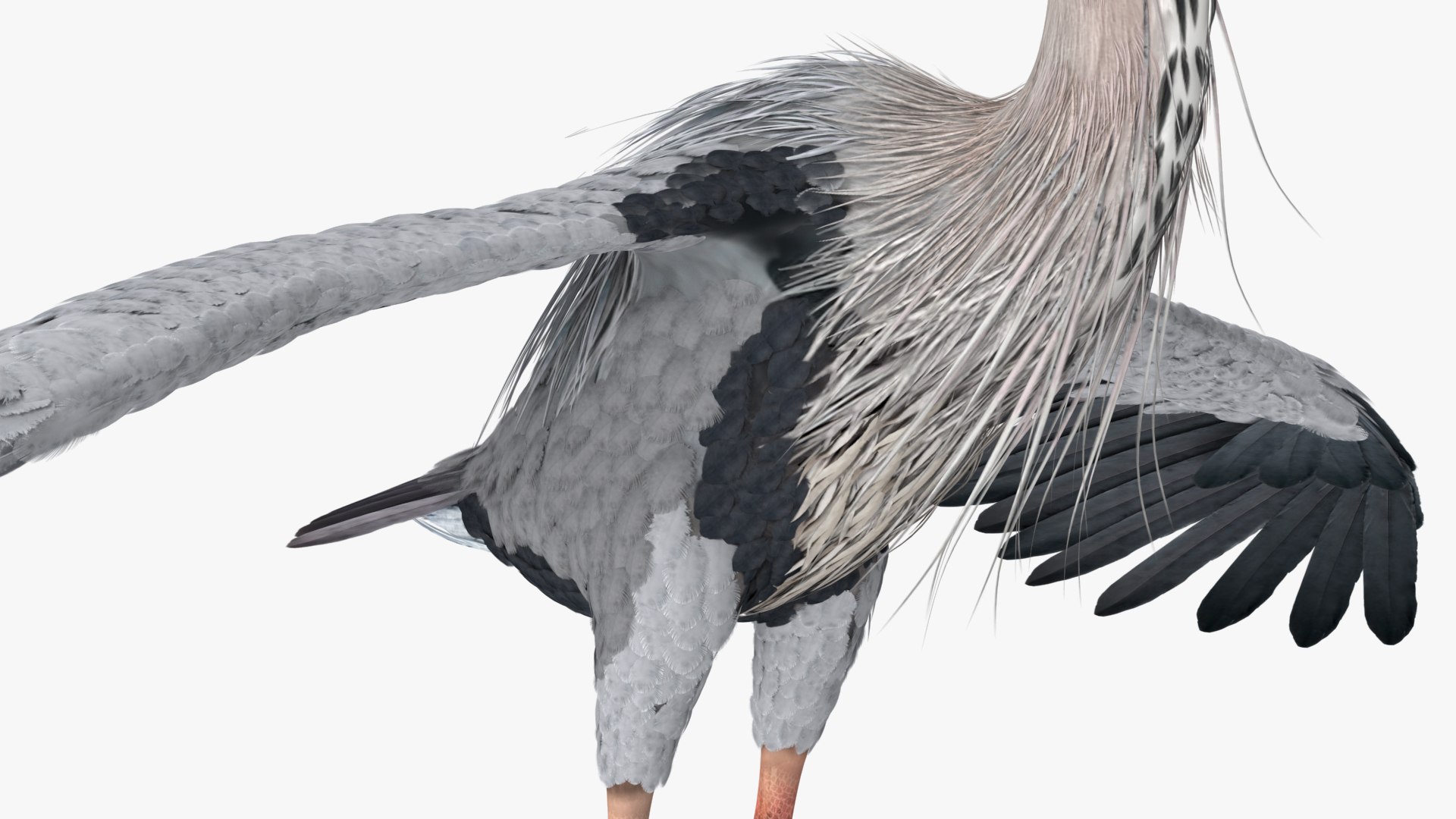3D Grey Heron Rigged https://p.turbosquid.com/ts-thumb/7p/5s9UGa/XQ/greyheronrigged3dmodel020/jpg/1664543138/1920x1080/fit_q87/3b1144fc109ed623608048968b7c3b5c157e14de/greyheronrigged3dmodel020.jpg