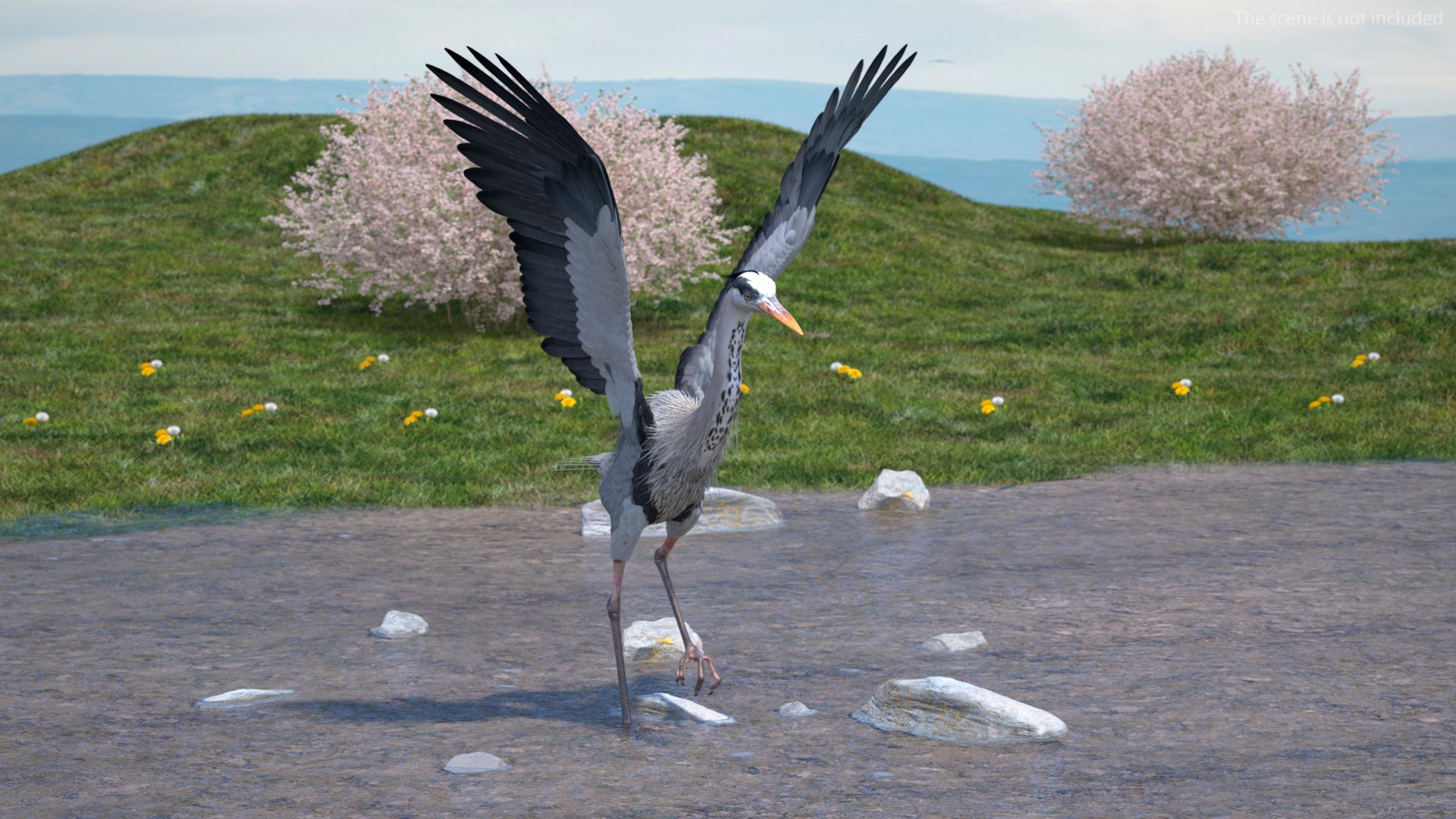 3D Grey Heron Rigged https://p.turbosquid.com/ts-thumb/7p/5s9UGa/eM/greyheronrigged3dmodel004/jpg/1664543048/1920x1080/fit_q87/cb933534817efc2349453fa8286ac8f97ea95821/greyheronrigged3dmodel004.jpg