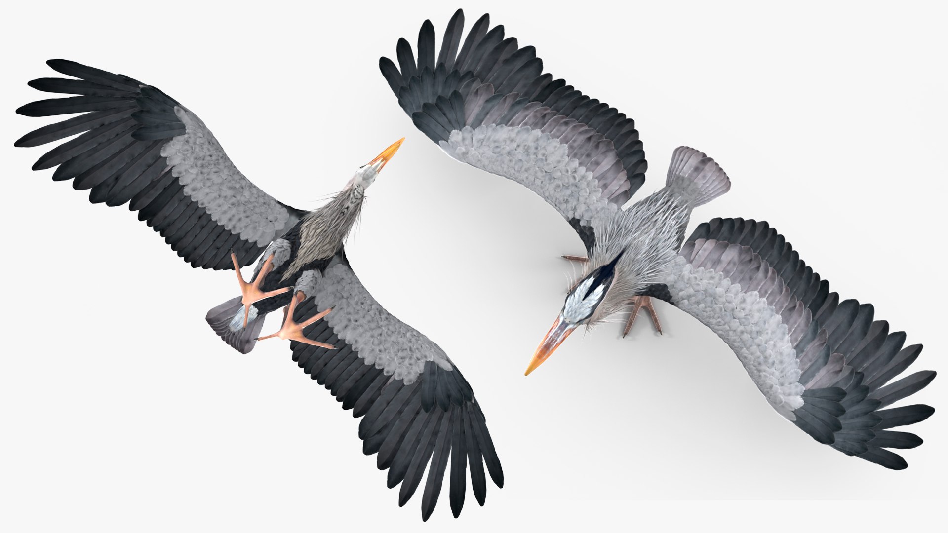 3D Grey Heron Rigged https://p.turbosquid.com/ts-thumb/7p/5s9UGa/fR/greyheronrigged3dmodel018/jpg/1664543129/1920x1080/fit_q87/5a3739e6a3c4c377e7e6a3111ea28d3895a8cc42/greyheronrigged3dmodel018.jpg