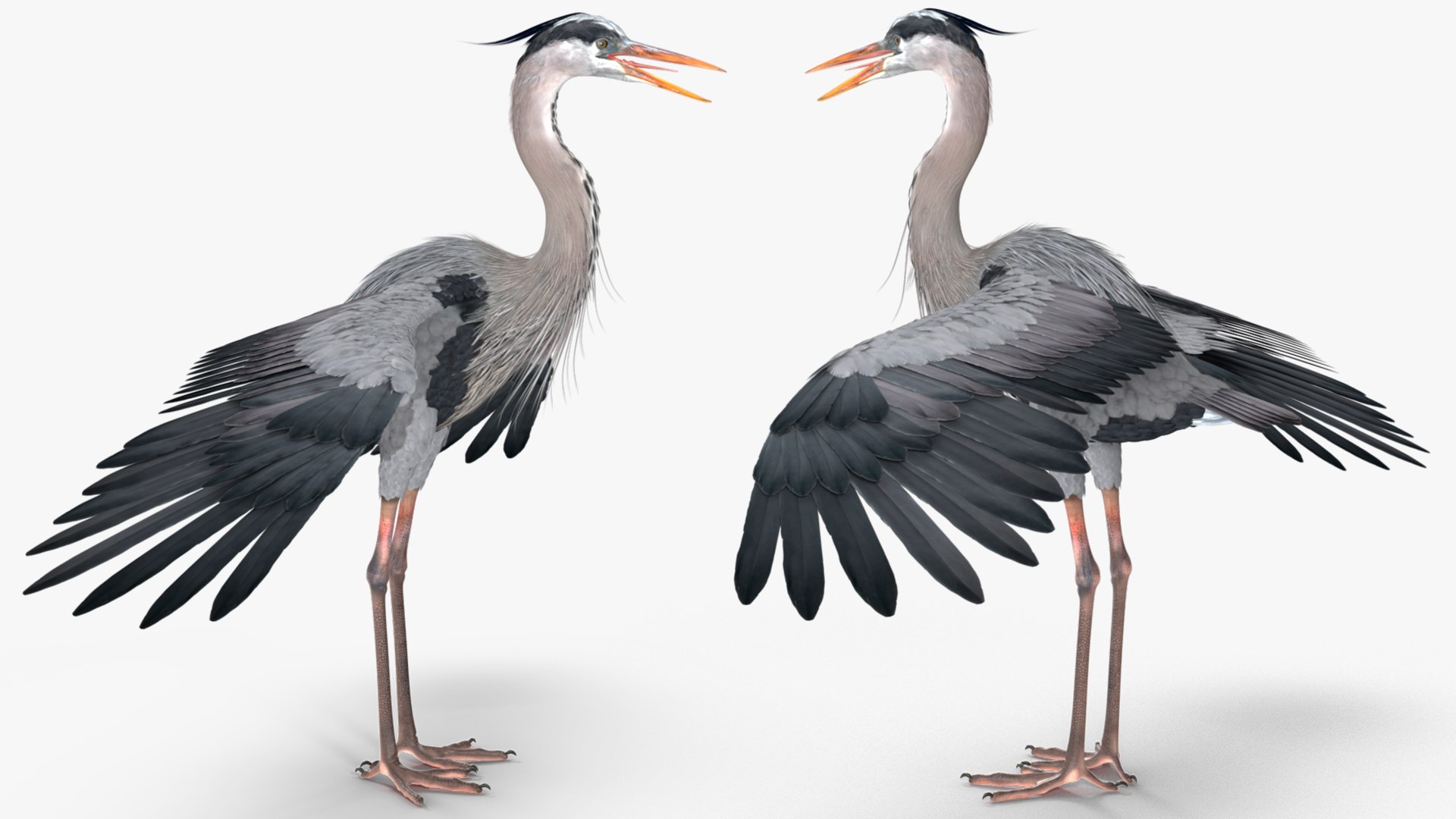 3D Grey Heron Rigged https://p.turbosquid.com/ts-thumb/7p/5s9UGa/kk/greyheronrigged3dmodel017/jpg/1664543125/1920x1080/fit_q87/c73a96e8ff359abe183f4127cb7eb37f82dc0039/greyheronrigged3dmodel017.jpg