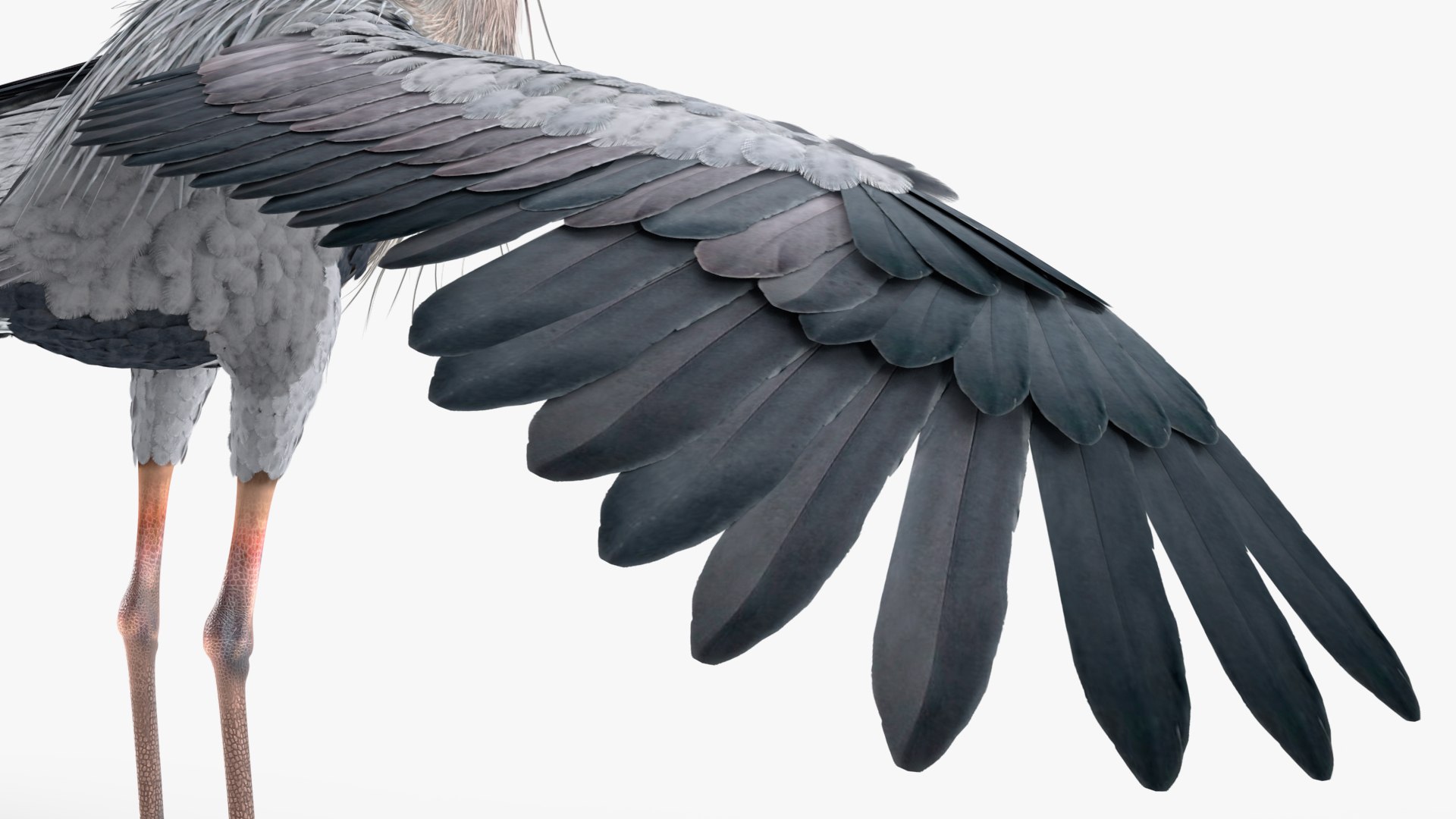3D Grey Heron Rigged https://p.turbosquid.com/ts-thumb/7p/5s9UGa/mz/greyheronrigged3dmodel021/jpg/1664543142/1920x1080/fit_q87/f3085406c43013969a2a31129a37f7ba0267eaf8/greyheronrigged3dmodel021.jpg