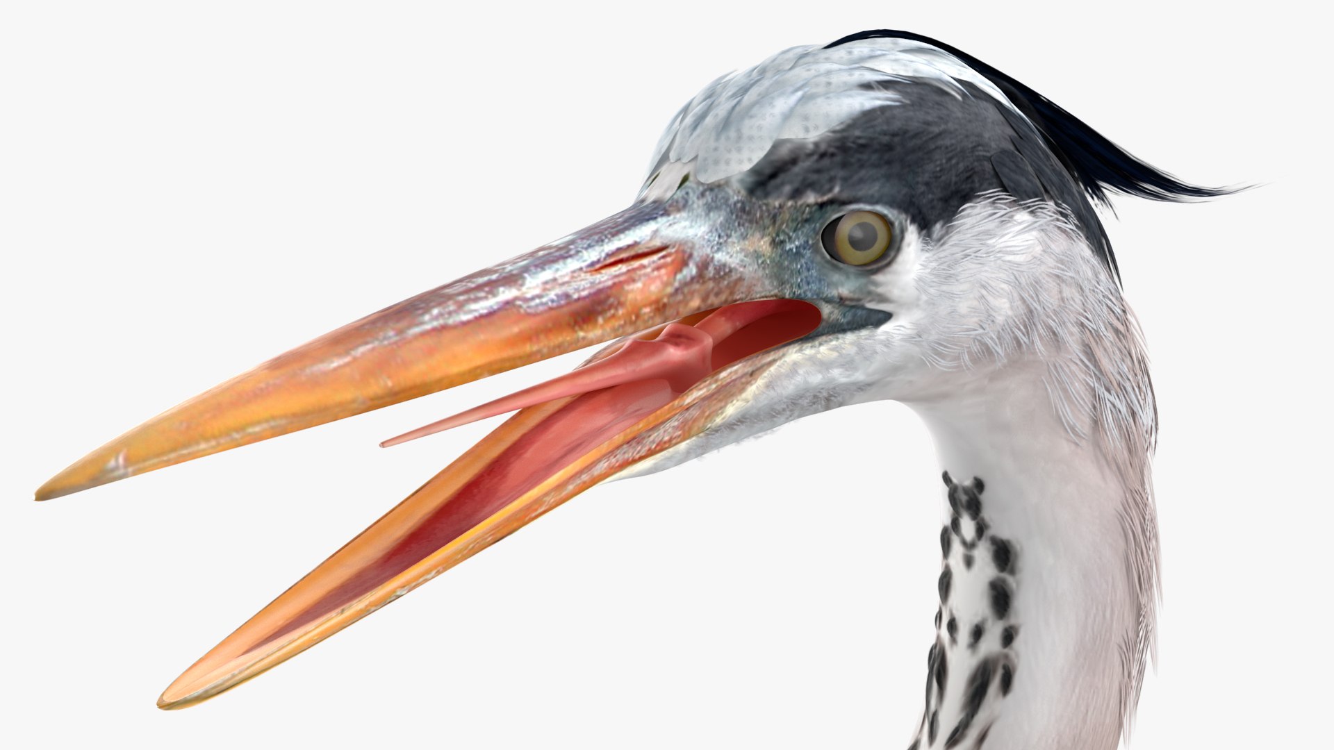 3D Grey Heron Rigged https://p.turbosquid.com/ts-thumb/7p/5s9UGa/pf/greyheronrigged3dmodel024/jpg/1664543154/1920x1080/fit_q87/7f78371643c1beaa7d64110d7c6797658b7bd342/greyheronrigged3dmodel024.jpg