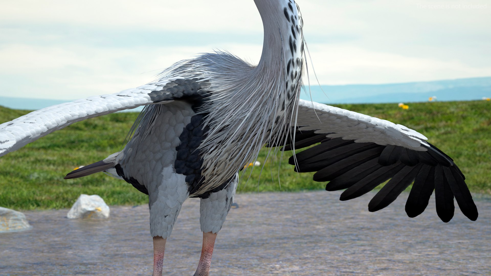 3D Grey Heron Rigged https://p.turbosquid.com/ts-thumb/7p/5s9UGa/v4/greyheronrigged3dmodel010/jpg/1664543081/1920x1080/fit_q87/656b567541464d77f0a7750cafc580874d7e3e19/greyheronrigged3dmodel010.jpg